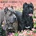 Cane Corso 2011 Calendar