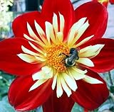 Collarette Dahlia 50 Seeds 1.5 Grams