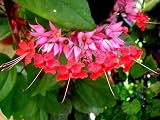 Amazon / Emerald Goddess Gardens: Live Red Bleeding Heart Vine Plant Clerondendren speciousos