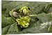 Canvas Prints of Knopper gall on acorns of common oak (Quercus robur) from Ardea Wildlife Pets