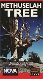 Nova: Methuselah Tree