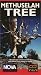 Nova: Methuselah Tree