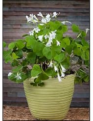 Lawn & Patio: Oxalis Regnelli in a Pistachio Crackled Cachepot - Easy to Grow Bulbs