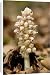 Canvas Prints of Toothwort , parasitic on hazel and maple from Ardea Wildlife Pets