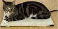 K&H Outdoor Heated Kitty Pad