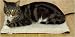 K&H Outdoor Heated Kitty Pad