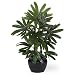 Raphis Silk Palm Tree w/Black Vase 20"
