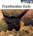 Freshwater Eels (New Zealand Wild)