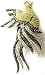 Yellow, Black and White Diamond Bird Pin