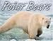 Animal Predators:Polar Bears (Gr.4-6)