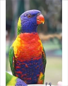 Rainbow Lorikeet Photographic Prints