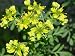 RUE - Perennial evergreen - 75 SEEDS