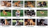 『卓上版 柴犬 2005年 カレンダー』の写真