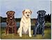 3 Labs by M. K. Zeppa - Ceramic Tile Mural 12.75 x 17 Kitchen Shower Backsplash