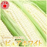 【2012年出荷開始】 とうもろこし ピュアホワイト 2L/Lサイズ 約3.5キロ 10本入り とうもろこし