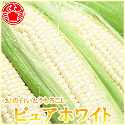 【8月中旬より出荷予定】　とうもろこし ピュアホワイト 2L/Lサイズ 約3.5キロ 10本入り