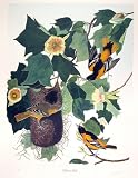 Baltimore Oriole by M. Bernard Loates