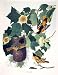 Baltimore Oriole by M. Bernard Loates