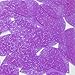 Teardrop Sequin 1.5