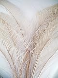 Long DYED IVORY Peacock Feather Swords, Per 50