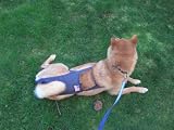 Joybies Patriotic Denim Piddle Pants(tm) for XXX Large Slender Female Dog (Measuring 26-28 from Collar to Base of Tail)