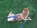 Joybies Patriotic Denim Piddle Pants(tm) for XXX Large Slender Female Dog (Measuring 26-28 from Collar to Base of Tail)