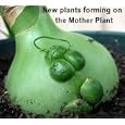 Rare Pregnant Onion House Plant - Ornithogalum -Strange