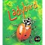 Ladybird  (Bug Books)