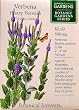 Verbena Hoary Vervain Botanic Gardens Series Seeds 100 Seeds