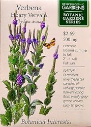 Verbena Hoary Vervain Botanic Gardens Series Seeds 100 Seeds