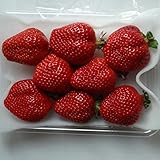 あまおう（福岡限定生産いちご）　上級品　福岡産