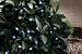 Micromark, Solar Powered Light String with 20 LED
