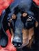 Dachshund Dog Art Print Signed by Artist DJ Rogers