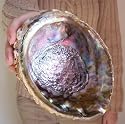 Large Rainbow Abalone Seashell