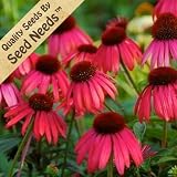 25 Seeds, Coneflower "Ruby Star" (Echinacea purpurea) Seeds by Seed Needs