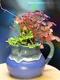 Kitchen Bonsai Plant for Her