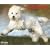 Just Goldendoodles 2009 Calendar