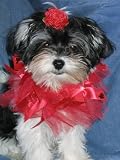 10 Ribbon Dog Collars, 1 Rainbow and 1 Red with 4 Hair Clips
