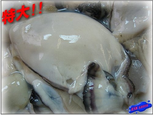 特大　牡蠣２L-1kg　広島産