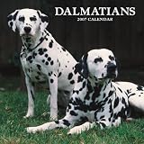Dalmatians 2007 Calendar