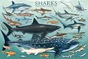 Sharks Poster ~ Laminated