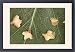 Framed Prints of The winged seeds of silver birch from Ardea Wildlife Pets