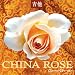 Search : China Rose