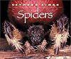 Spiders
