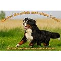 Metall - Warnschild Berner Sennenhund