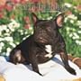 French Bulldogs 2007 Calendar