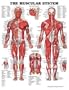 Muscular System Chart 20" w X 26" h
