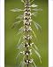 Photographic Prints of Motherwort - in flower. Widely used herb in child-birth from Ardea Wildlife Pets