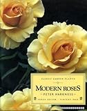 Modern roses