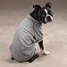 Dog Sweatshirt - Crew Neck Dog Sweatshirt - Gray - X-large (XL)